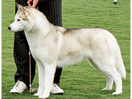 2011-champ-ABB