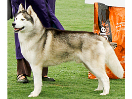 2011-champ-OD