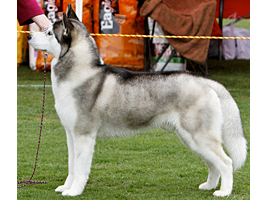 2011-champ-PD